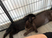 Giant french lops must stay together