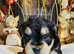 F1B Jackapoo/Parson Pups