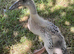 Runner ducklings
