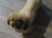 3 Pekingeses Puppies
