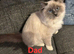Beautiful Ragdoll Kittens