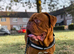 ODIN &mdash; DOGUE DE BORDEAUX STUD