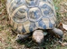 Large female Hermann's tortoise