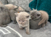 Pure British shorthair kittens
