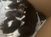 Tuxedo/ bengal kittens