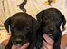 Patterjack puppies