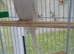 White hen