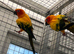 Male sun conure