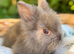 Fluffy baby lionlops *last two of litter left*