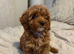 Tiny Toy Cavapoo Girl – DNA Health Tested Parents