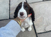 cockerspaniels puppies