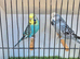 Pair of pretty budgies
