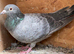 Qualmond 2026 racer racing pigeon RPRA ring