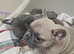 French bulldog girl puppy