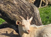 A pair of golden guernsey x pygmy goat kids for sale