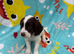 Sprocker puppies