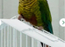 Maroonbellied Conure