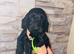 Adorable cockapoo puppies
