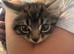 Kittens 8weeks