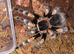 AF B boehmei and B Hamorii