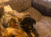 The Special one small Yorkshire Terrier