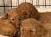 Poodle