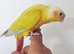 Gorgeous baby suncheek with new cage