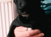 Puppy for sale/BOY