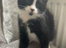 Kittens for sale