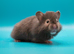 Long haired sable male syrian hamster