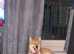 Shiba Inu needs new home
