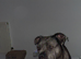 Ada Merle bandog