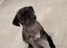 One male pug puppy left