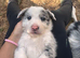 Border collie pups