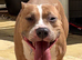 Bully breed cross