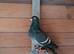 Toy / frill stencil racing pigeons available