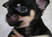Chihuahua puppies