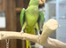 Alexandrian parrot