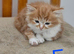 British longhair And British shorthair