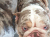 Registered English bulldog girl