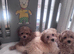 Last boys remaining beautiful cavapoo pups