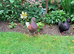 King Pigeons