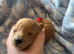 Beautiful Litter of 7 F1B Cavapoo puppies