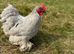 Eggs Hatching