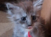 Beautiful silver tabby maine coon kittens
