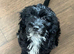 6 month old cockapoo