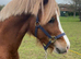 Parc Ricardo - Fully Registered Welsh Sec C