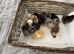 3 day old bantam chicks