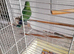 Peach-Faced Lovebird for Sale