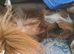 Beautiful Long Coat Chihuahua Puppies